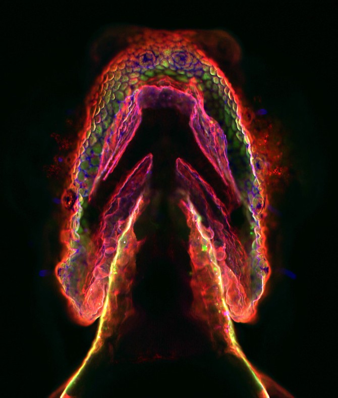 zebrafish larva