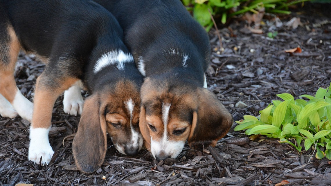 Two dogs sniffing ground.